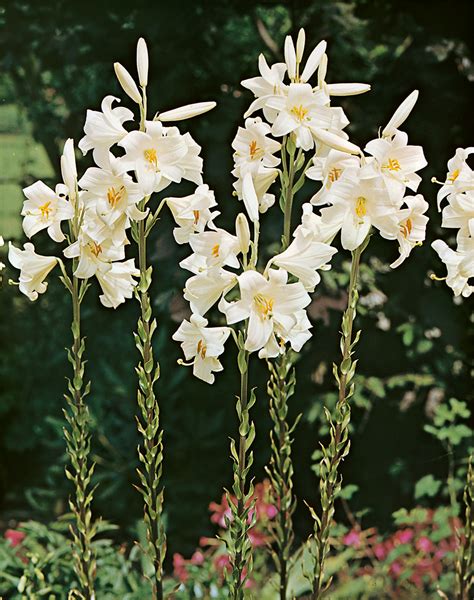 Lilium candidum .
